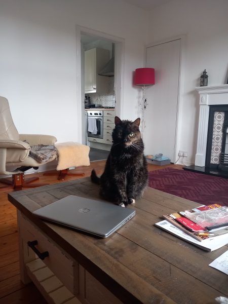 What do you think about this menu for new cat?
