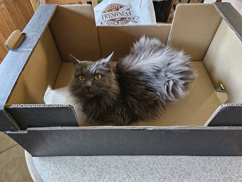 Passports, buckets and spades - the Excellent Cats go on their holidays