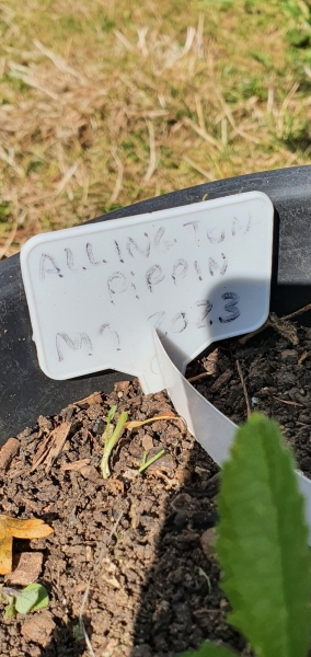 Advice on how to plant and maintain an apple tree