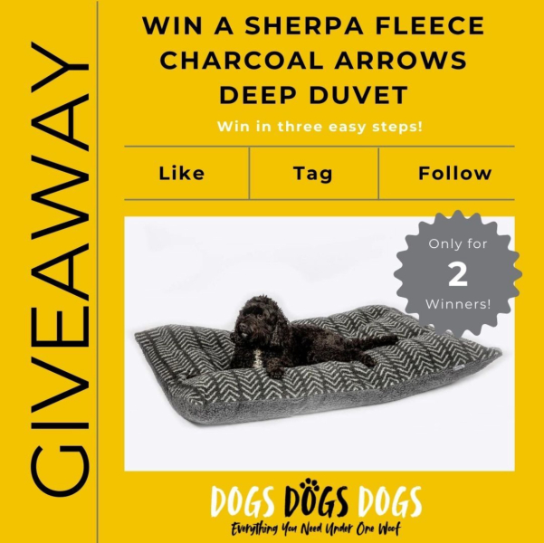 Win a luxury dog bed
