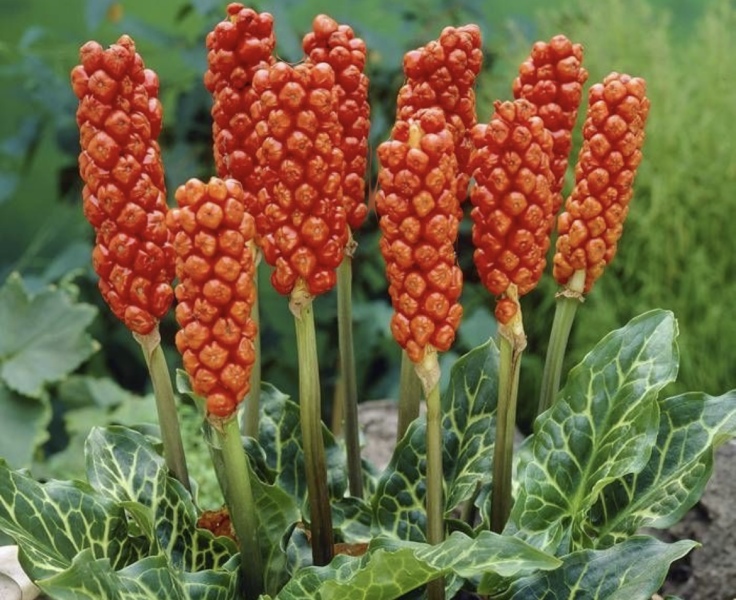 What plant is this?
