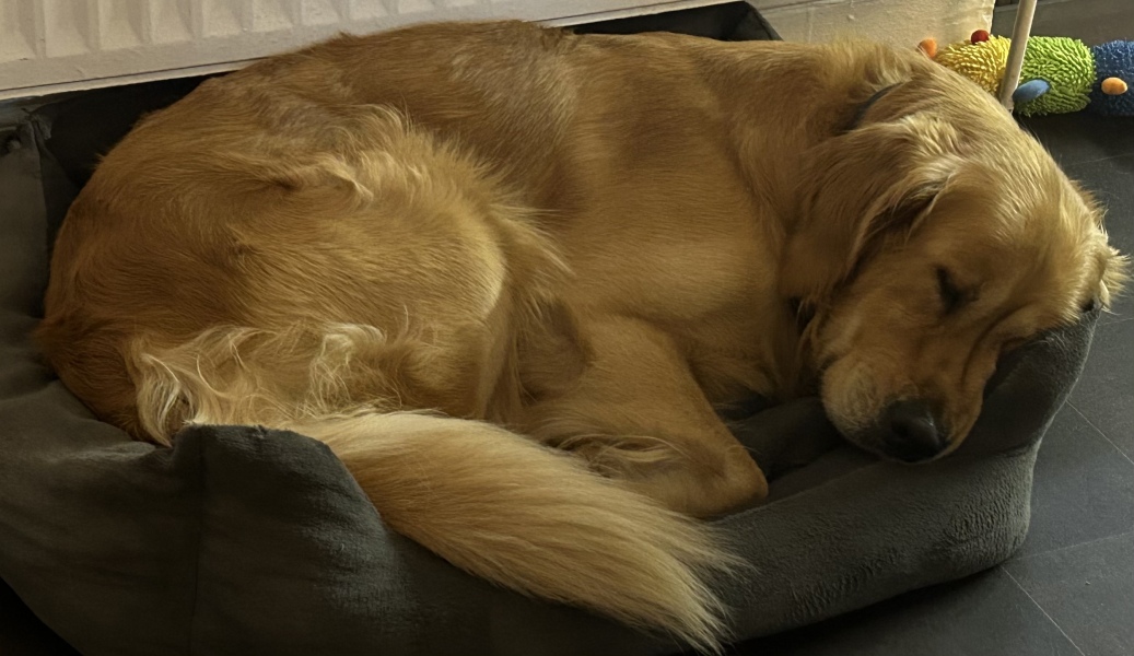 The Best Dog in the World