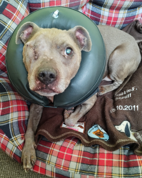 Dog Losing an Eye - Kennels