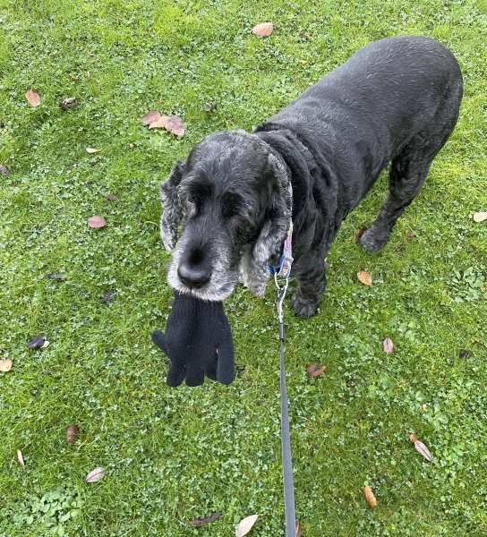 The Best Dog in the World