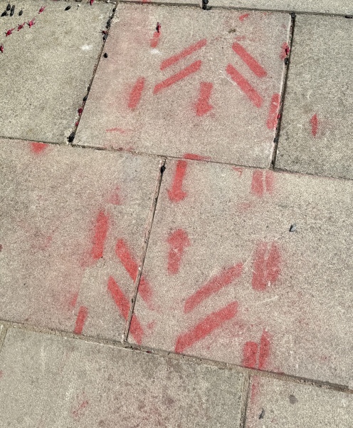 Can someone please figure out the mystery of the Pink Tabby?