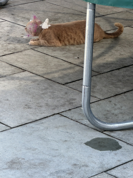 wtf is wrong with my cat