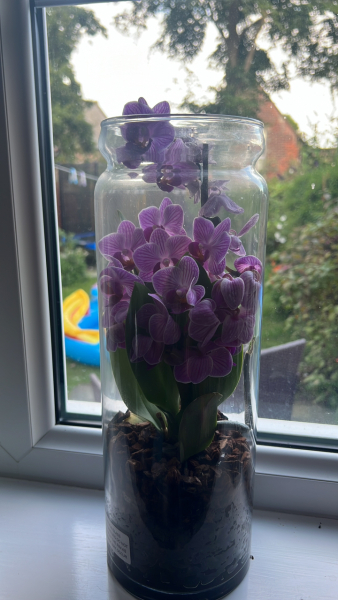 To think houseplants are a complete pain in the arse