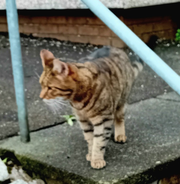 Passports, buckets and spades - the Excellent Cats go on their holidays