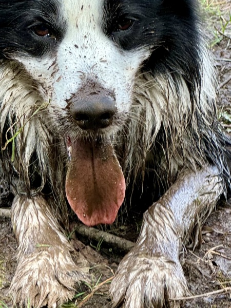 Going to a dog friendly holiday let. It's going to stink isn't it?