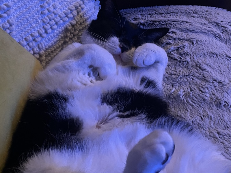 Can you train a cat? Can cats train you?