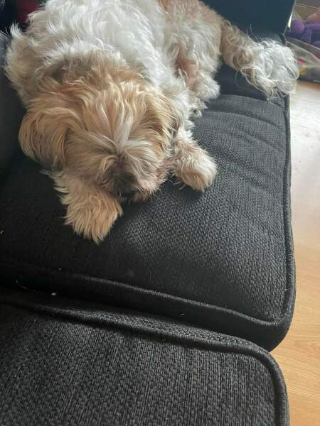 September’s Dog of the Month: Share Your Photos & Win £100! 🐾