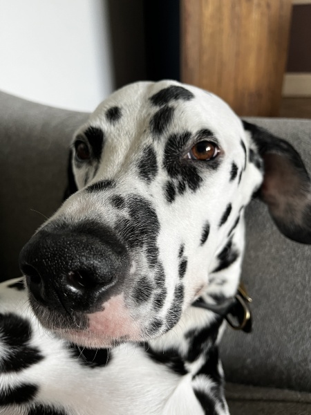 Thread 4 Starmer: Fighting back with brooms and community.