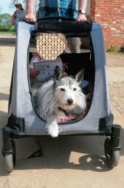 Old dog and buggy