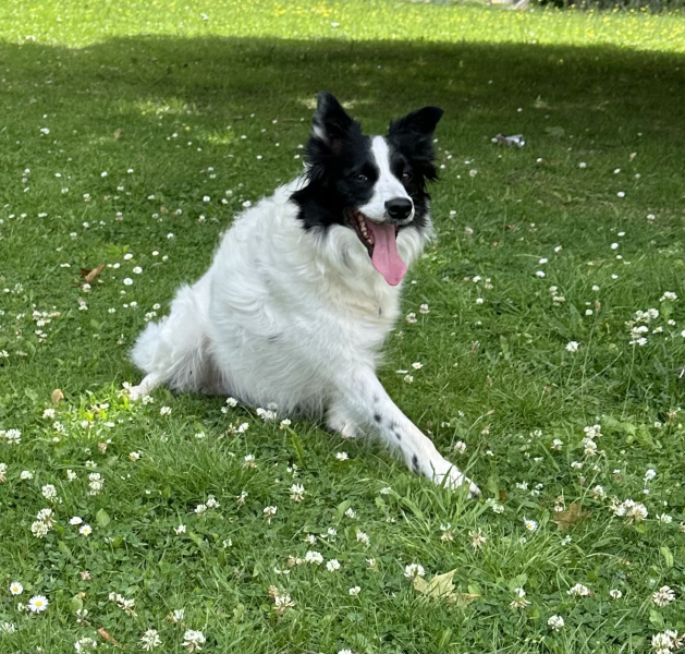 The Best Dog in the World