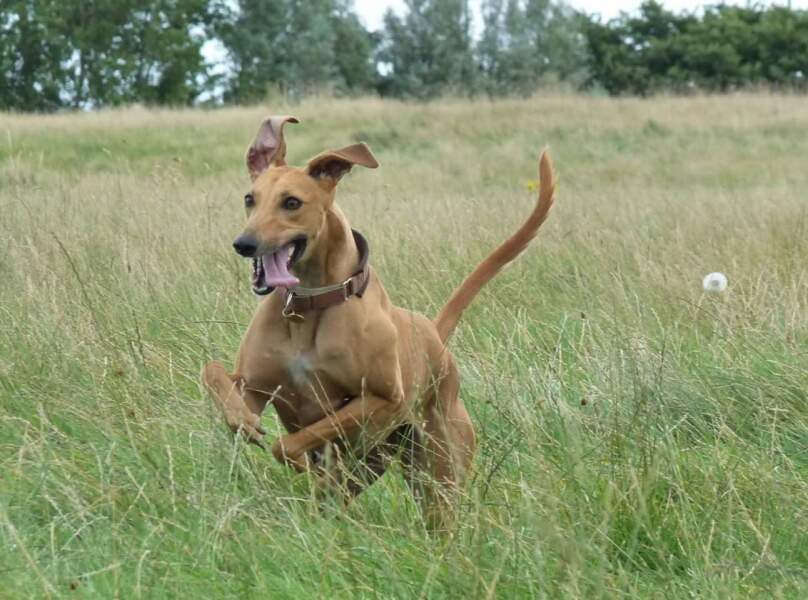 September’s Dog of the Month: Share Your Photos & Win £100! 🐾