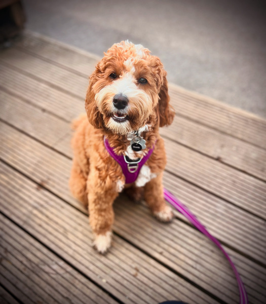 September’s Dog of the Month: Share Your Photos & Win £100! 🐾