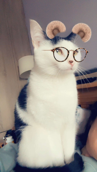 To think having an indoor cat is cruel?