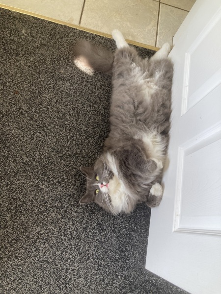 Thread 5 Starmer: keeping on keeping on