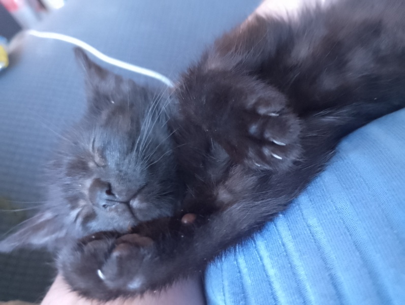 Ideal indoor cat for myself and my 4yr old daughter