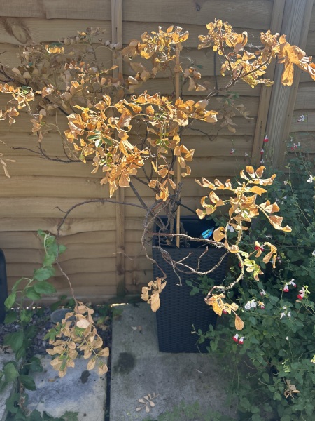 Help! Special rose bush died while on holiday