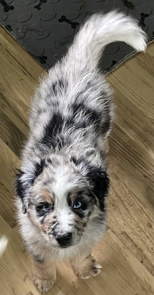 The Best Dog in the World