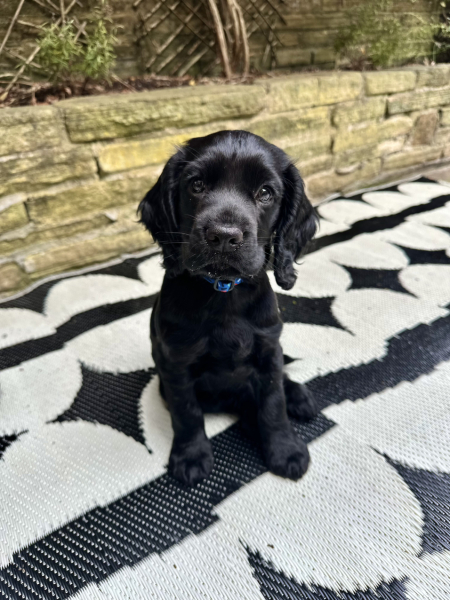 Puppy Survival Thread for New and Old Pups - Spring is around the corner!