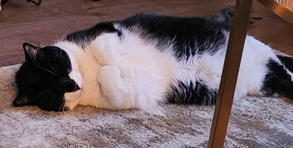 Has anyone used Cat in a Flat?