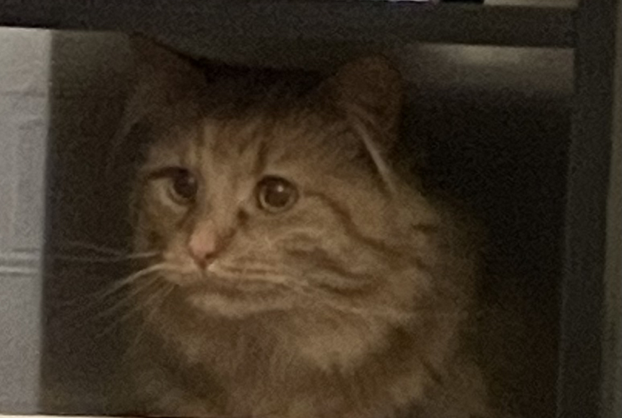 First family cat from rescue