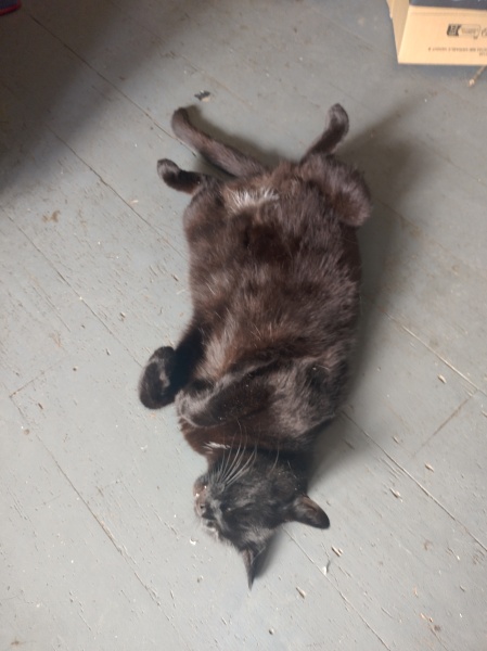 Passports, buckets and spades - the Excellent Cats go on their holidays