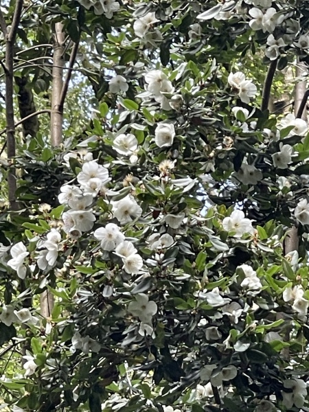 Tree ID please