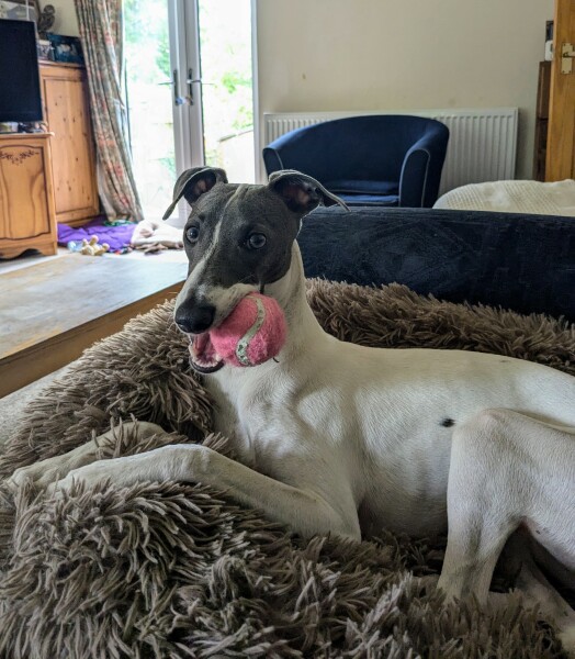 Puppy Survival Thread for New and Old Pups - Spring is around the corner!