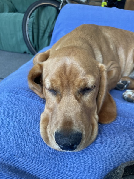 Puppy Survival Thread for New & Old Pups - Soon be Autumn 2024