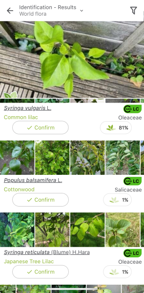 Is this Japanese Knotweed?