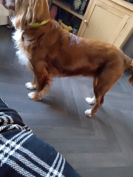 Puppy Survival Thread for New & Old Pups - Soon be Autumn 2024