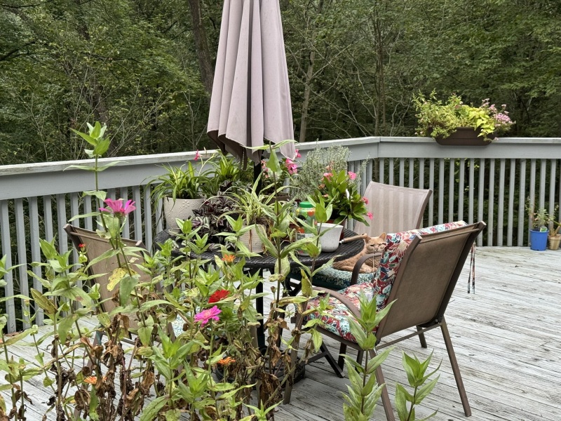 Come and tell me your dull and unexciting news 31: Calmly through the day