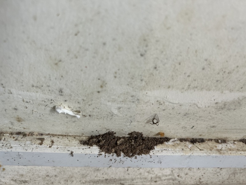 What is this found in my home?