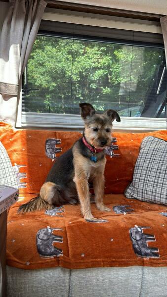 September’s Dog of the Month: Share Your Photos & Win £100! 🐾