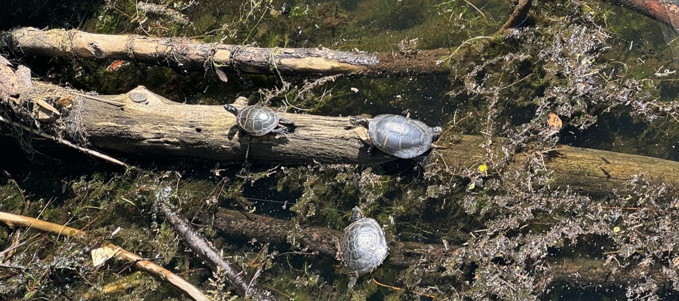 Come and tell me your dull and unexciting news 31: Calmly through the day