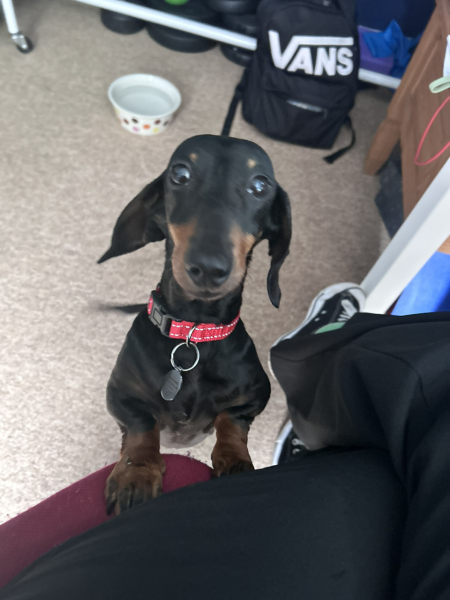 Barking complaints