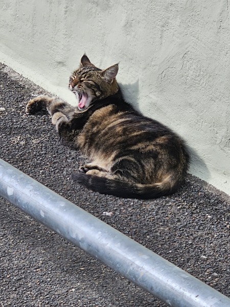 Passports, buckets and spades - the Excellent Cats go on their holidays