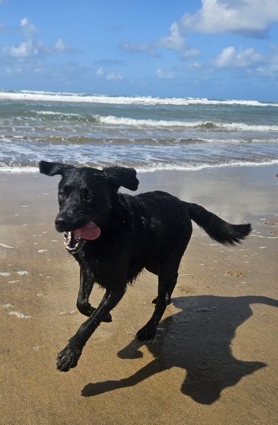 September’s Dog of the Month: Share Your Photos & Win £100! 🐾