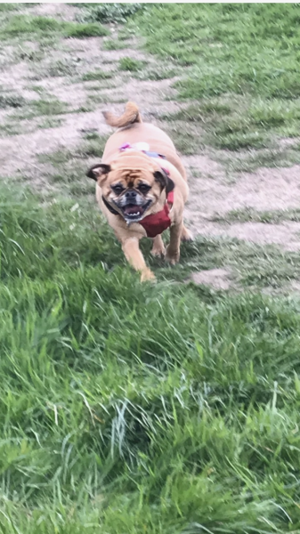 September’s Dog of the Month: Share Your Photos & Win £100! 🐾