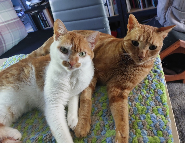 Thread 6 Starmer: We're going to need a bigger skip!