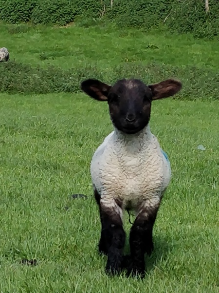 Thread 5 Starmer: keeping on keeping on