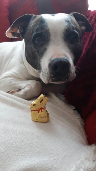 The Best Dog in the World