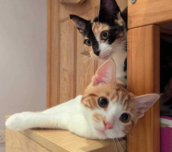 Adopting 12 week old kittens