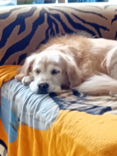 The Best Dog in the World