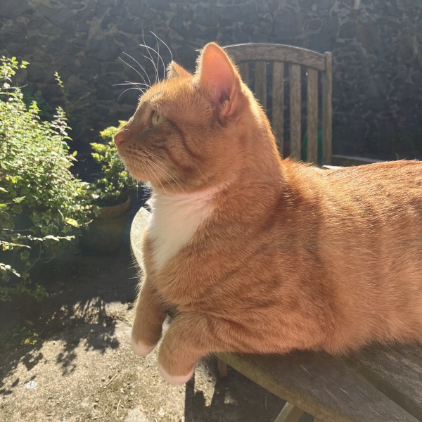 Passports, buckets and spades - the Excellent Cats go on their holidays