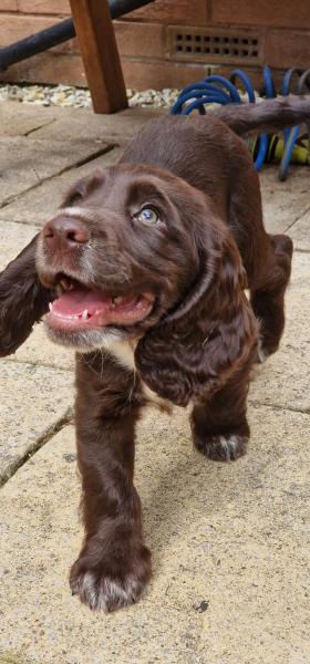 Puppy Survival Thread for New & Old Pups - Soon be Autumn 2024