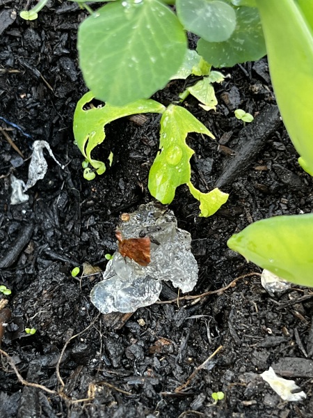 What’s this in my plant pot